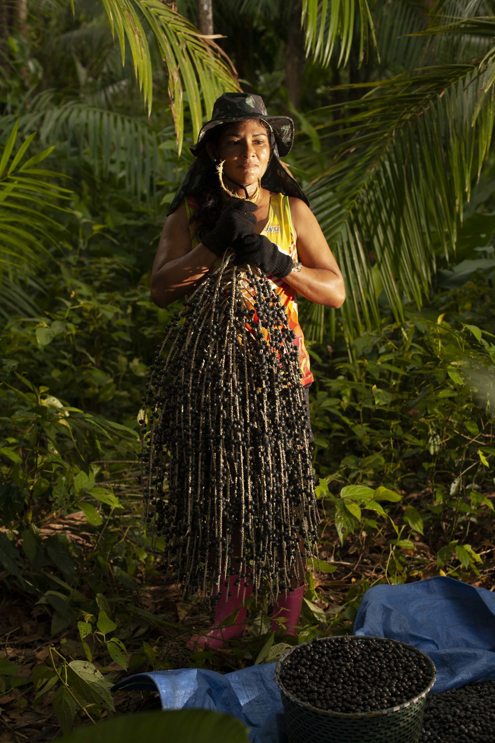 Açaí harvester